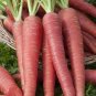 100 Pcs Atomic Red Carrot Organic