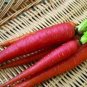 100 Pcs Atomic Red Carrot Organic