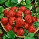 40 Pcs Rare Heirloom Organic Oblate Red Big Sweet Strawberry