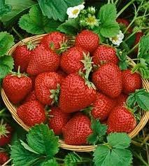 40 Pcs Rare Heirloom Organic Oblate Red Big Sweet Strawberry