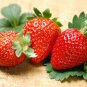 40 Pcs Rare Heirloom Organic Oblate Red Big Sweet Strawberry