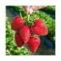 40 Pcs Rare Heirloom Organic Oblate Red Big Sweet Strawberry
