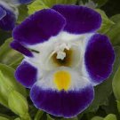 200 Pcs Stunning Tricolor Petunia Annual Indoor Bonsai Flower