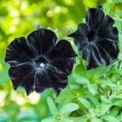 Super Black Cat Petunia Seeds Super Black Cat Petunia Seeds