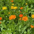500 Pcs Calendula Seeds CALENDULA OFFICINALIS Decorative and Medicinal