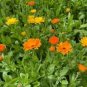 500 Pcs Calendula Seeds CALENDULA OFFICINALIS Decorative and Medicinal
