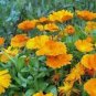 500 Pcs Calendula Seeds CALENDULA OFFICINALIS Decorative and Medicinal