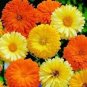 500 Pcs Calendula Seeds CALENDULA OFFICINALIS Decorative and Medicinal