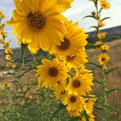 15 Pcs Rare Clusters of Sunflower Seeds