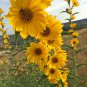 15 Pcs Rare Clusters of Sunflower Seeds