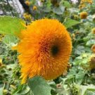 15 Pcs Tom's Bear Sunflower Annual Big Flower