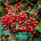10 Pcs Coral Berry Seed Ardisia Crenata Sub Tropical or Indoor No Drought or Frost 10 Pcs Coral Berry Seed Ardisia Crenata Sub Tropical or Indoor No Drought or Frost