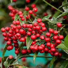 10 Pcs Coral Berry Seed Ardisia Crenata Sub Tropical or Indoor No Drought or Frost