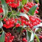 10 Pcs Coral Berry Seed Ardisia Crenata Sub Tropical or Indoor No Drought or Frost