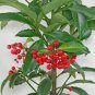 10 Pcs Coral Berry Seed Ardisia Crenata Sub Tropical or Indoor No Drought or Frost