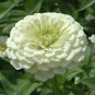50 Pcs Zinnia Youth-and-Old-Age White Flower Seed