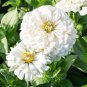 50 Pcs Zinnia Youth-and-Old-Age White Flower Seed