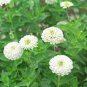 50 Pcs Zinnia Youth-and-Old-Age White Flower Seed