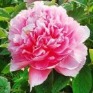 6 Pcs Pink Chinese Luoyang Peony Mudan Seeds