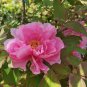 6 Pcs Pink Chinese Luoyang Peony Mudan Seeds
