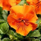 30 Pcs Pansy Orange Perenial Flower Seeds