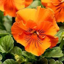 30 Pcs Pansy Orange Perenial Flower Seeds
