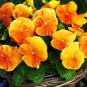 30 Pcs Pansy Orange Perenial Flower Seeds