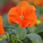 30 Pcs Pansy Orange Perenial Flower Seeds