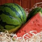 10 Pcs Organic Heirloom Small Sugar Baby Watermelon Citrullus Lanatus 10 Pcs Organic Heirloom Small Sugar Baby Watermelon Citrullus Lanatus