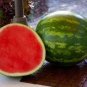 10 Pcs Organic Heirloom Small Sugar Baby Watermelon Citrullus Lanatus