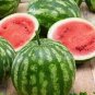 10 Pcs Organic Heirloom Small Sugar Baby Watermelon Citrullus Lanatus