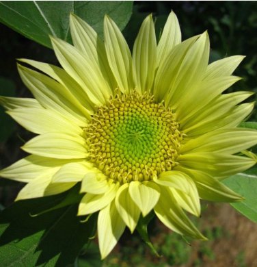 15 Pcs Green Jade Ornamental Sunflower Hybrid