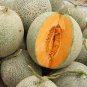 10 Pcs Big Cantaloupe Sweet Muskmelon Organic