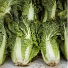30 Pcs Chinese Cabbage Wong Bok Vegetable