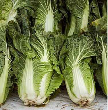 30 Pcs Chinese Cabbage Wong Bok Vegetable