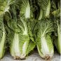 30 Pcs Chinese Cabbage Wong Bok Vegetable