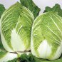 30 Pcs Chinese Cabbage Wong Bok Vegetable