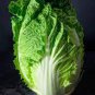 30 Pcs Chinese Cabbage Wong Bok Vegetable