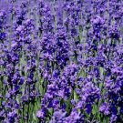 30 Pcs Blue Sea Lavender