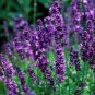 30 Pcs Blue Sea Lavender