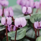 New Light Pink Plicated Cyclamen with Red Edge Flower Seeds New Light Pink Plicated Cyclamen with Red Edge Flower Seeds