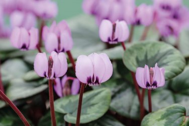 New Light Pink Plicated Cyclamen with Red Edge Flower Seeds