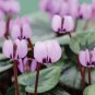 New Light Pink Plicated Cyclamen with Red Edge Flower Seeds