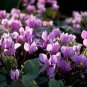 New Light Pink Plicated Cyclamen with Red Edge Flower Seeds