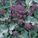 50 Pcs English Purple Sprouting Broccoli Early Brassica Oleracea 50 Pcs English Purple Sprouting Broccoli Early Brassica Oleracea
