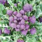 50 Pcs English Purple Sprouting Broccoli Early Brassica Oleracea