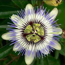 100 Pcs Passion Flower Purple Granadilla Passiflora Edulis