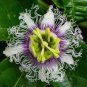 100 Pcs Passion Flower Purple Granadilla Passiflora Edulis