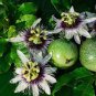 100 Pcs Passion Flower Purple Granadilla Passiflora Edulis