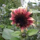 15 Pcs Double Dandy Hybrid Sunflower Ornamental